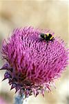 Bee on thistle