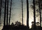 Woods at twilight