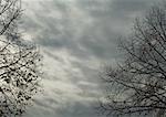 Cloudy sky and bare branches