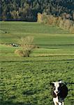 Kuh im grünen Weide