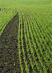 Rows of crops growing, close-up