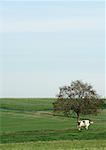 Cow in green pasture, standing by tree