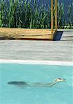 Frau, Schwimmen unter Wasser im Schwimmbad, in voller Länge, erhöhte Ansicht