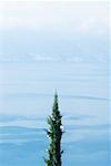 Top of fir tree and lakescape