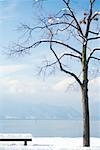 Snow-covered bench and tree overlooking lake, Switzerland