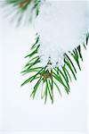 Snow-covered evergreen branch