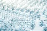 Switzerland, snow-covered orchards, full frame