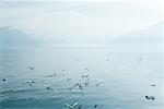 Switzerland, seagulls flying over surface of Lake Geneva