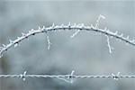 Frost covered barbed wire and thorny branch