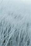 Frost bedeckt Gräser
