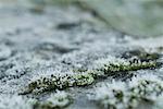 Frost covered moss