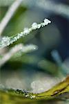 Frost covered blade of grass