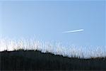 Vapor trail dans le ciel