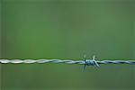 Barbed wire, close-up