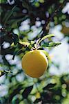 Plum growing on tree, close-up