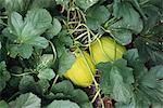 Melons growing in garden, close-up