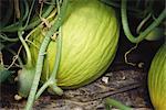 Melons poussant dans le jardin, gros plan