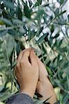 Hands pulling olives from tree, close-up