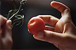 Child's hands taking tomato from vine