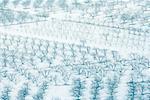 Orchards in snow, full frame