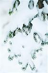 Snow-covered fir branches