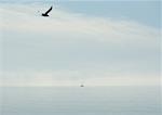 Seagull flying over lake