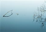 Branches breaking surface of still water