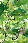 Flowering green bean plant