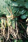 Bundles of green leaf vegetables