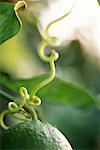 Lime and tendril