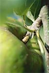 Apple on tree, extreme close-up