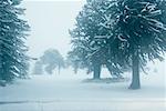 Trees in snow