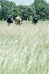 Three hikers walking through field, rear view