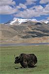 India, Jammu and Kashmir, Ladakh, yak on the Tso Moriri bank