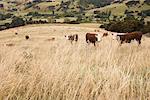 Cows in Field, Akaroa, Banks Peninsula, New Zealand