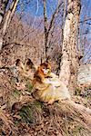 Family of Golden Monkeys, Qinling Mountains, Shaanxi Province, China