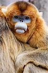 Porträt von Golden Monkey, Qinling-Gebirge, Shaanxi Provinz, China
