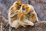 Golden Monkeys Grooming, Qinling Mountains, Shaanxi Province, China