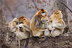 Singes dorés, assis sur l'arbre, les monts Qinling, Province de Shaanxi, Chine