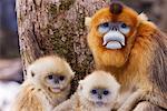 Mère et jeune singe doré, monts Qinling, Province de Shaanxi, Chine