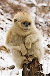 Jeune Golden Monkey, monts Qinling, Province de Shaanxi, Chine