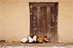 Chickens by Wooden Door, Qinling Mountains, Shaanxi Province, China
