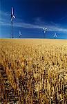 Wheat Field, France