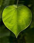 Heart Shaped Leaf