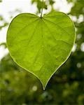 Coeur en forme de feuille