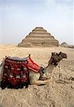 Chameau, pyramide de Djéser Sakkara, Egypte