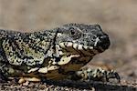 Close-up of a Goanna