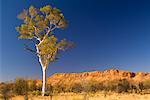 Ghost Gum Tree and West MacDonnell Ranges, West MacDonnell National Park, Northern Territory, Australia