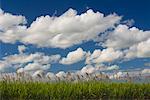 Sugar Cane Field, Ingham, Queensland, Australia