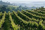 Vignoble, région de Chianti, Toscane, Italie